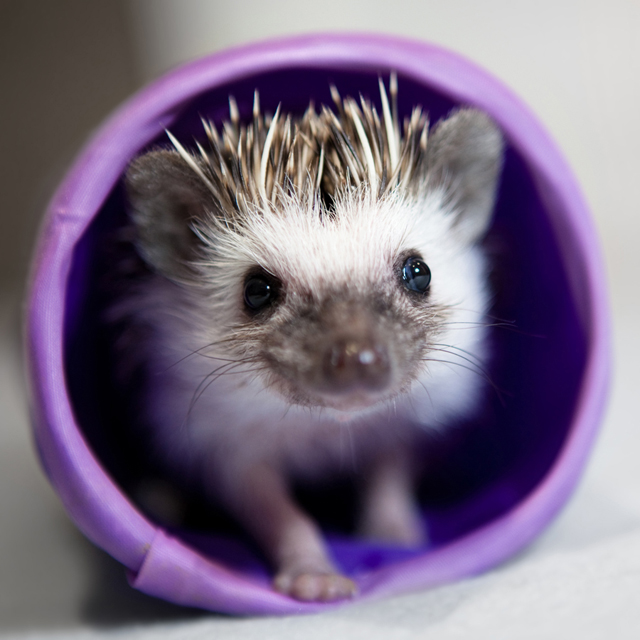 Hedgehog Pet