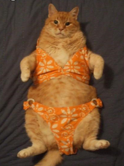 Image result for cats wearing bikinis