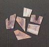 Lion Paw shell blanks