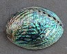 Paua shell