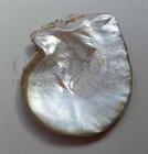 1pc Mother of Pearl shells natural 220 - 250mm 