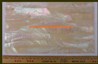Australian greenlip abalone laminated shell sheets