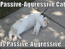 The Aggressive cat's lesser known and far less threatening cousing:
