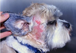 This really is a miserable skin condition. Just look at the poor puppy's eyes.