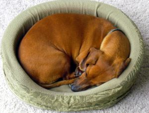 Curled Up Dachsun in his New Bed