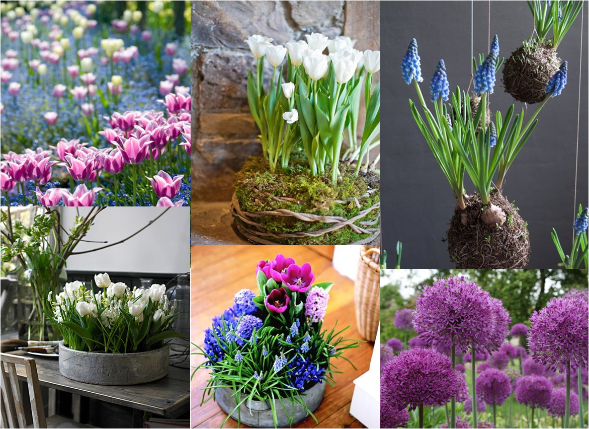 Murdoch Florist - Time to plant your bulbs for spring flowers! 