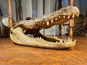 Genuine Crocodile Head Man Cave Desk Bar Display Taxidermy 25cm