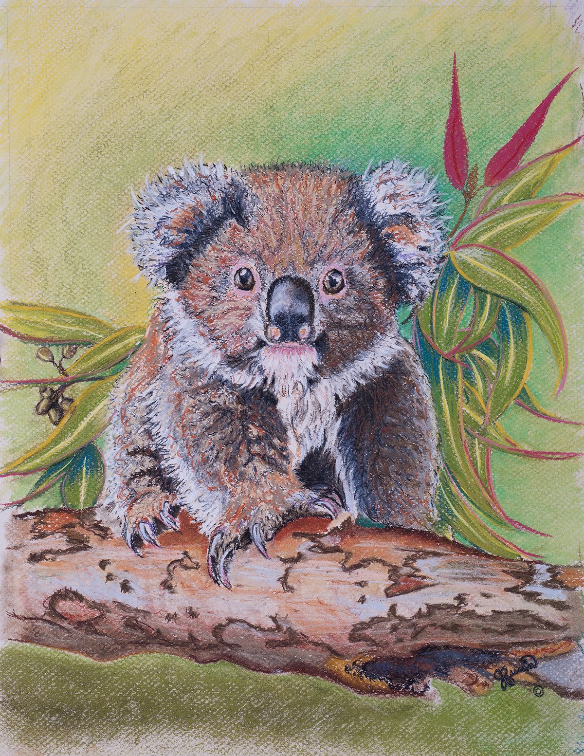 Pastal of Native Koala for Animal Art.